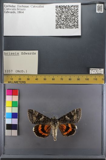 Media type: image;   Entomology 747806